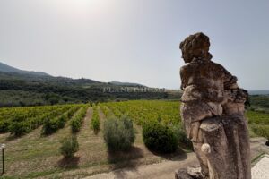Umbria Montecchio (TR) Azienda agricola vitivinicola e olivicola con 36 ettari nel cuore dell’Umbria